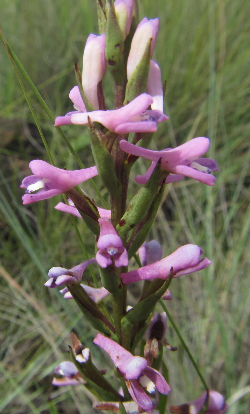 Image of Disa stachyoides Rchb. fil.