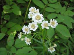 Sivun Achillea acuminata (Ledeb.) Sch. Bip. kuva