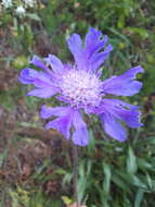 Image of Pincushion-flower