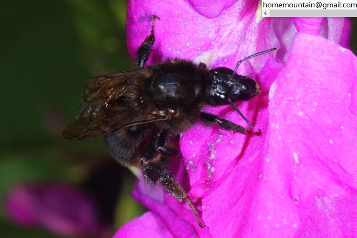 Image of Bombus koreanus (Skorikov 1933)