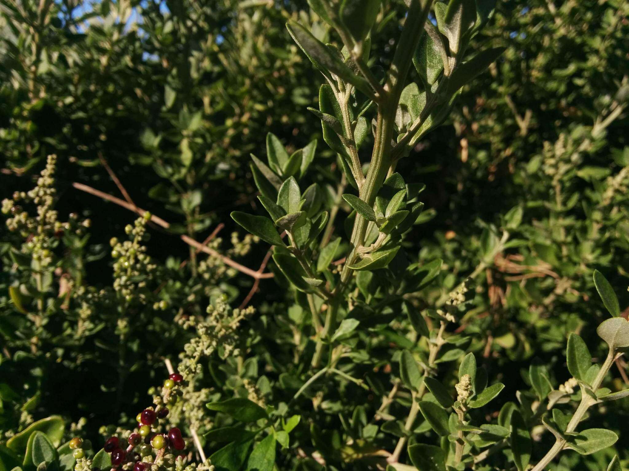 Chenopodium candolleanum subsp. candolleanum的圖片