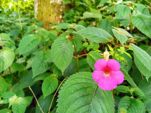 Image of Achimenes skinneri Lindl.