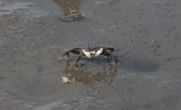 Imagem de Macrophthalmus (Mareotis) banzai Wada & K. Sakai 1989