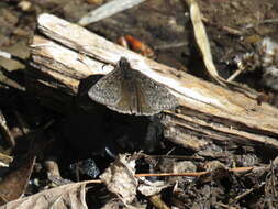 Image of Rocky Mountain Duskywing