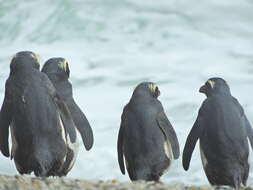 Image of Fiordland Crested Penguin
