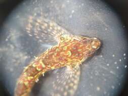 Image of Prickly sculpin