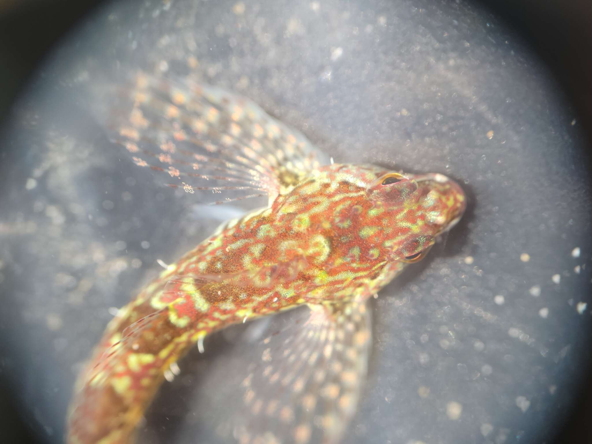 Image of Prickly sculpin