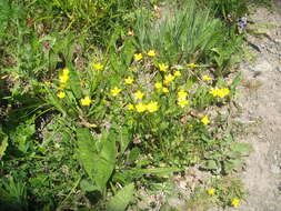 Image of hairy buttercup