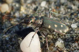 Image of Cicindela (Calomera) littoralis Fabricius 1787