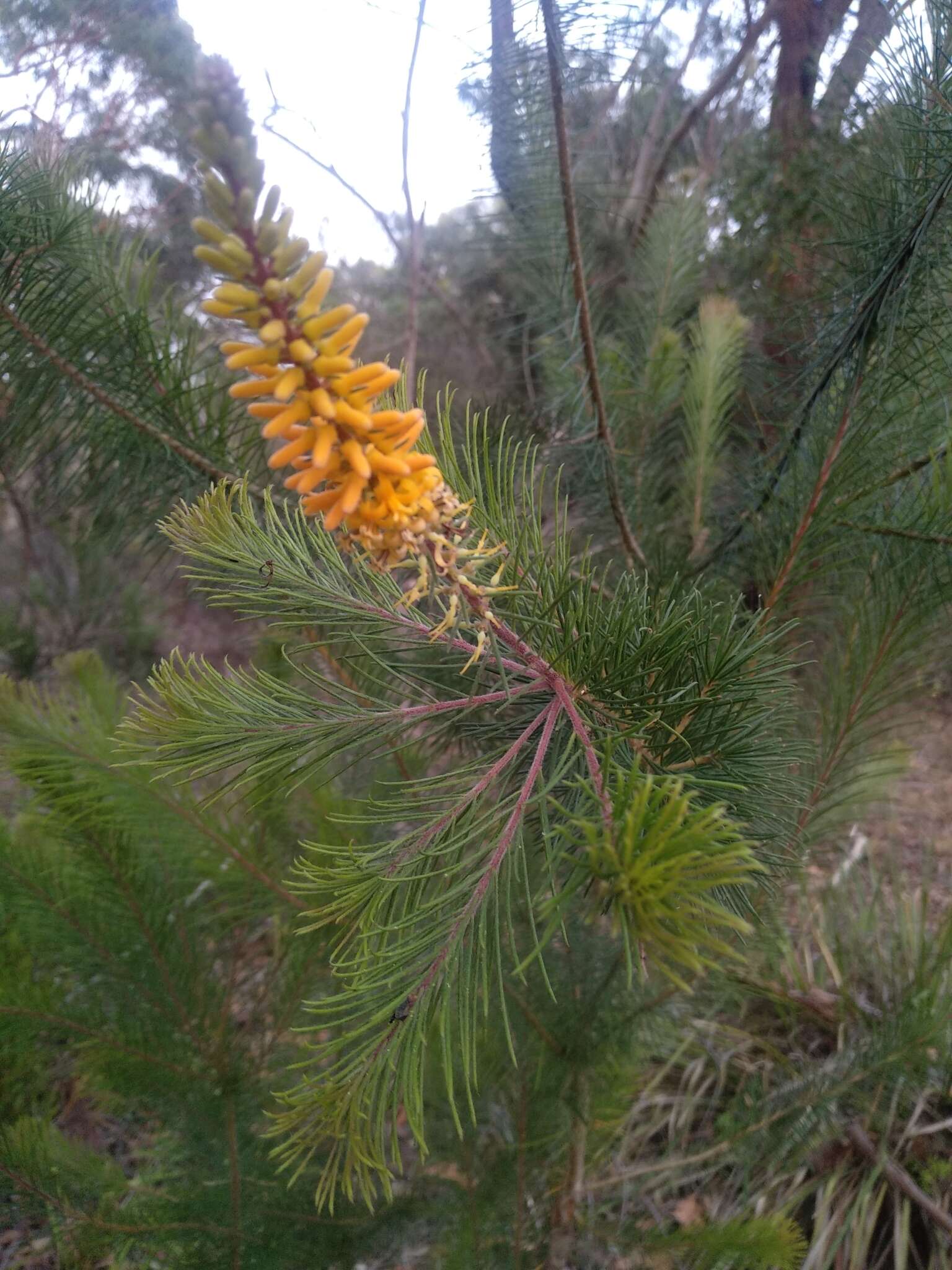 Image of Persoonia pinifolia R. Br.