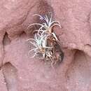 Image of Tillandsia zecheri W. Till