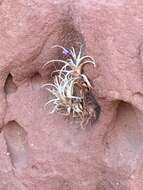 Image of Tillandsia zecheri W. Till