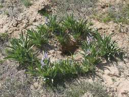 Image of Iris scariosa Willd. ex Link