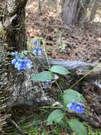 Image of Alaska tall bluebells