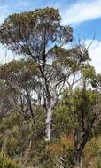 Image of Eucalyptus ligustrina A. Cunn. ex DC.