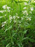 Image of pale beardtongue