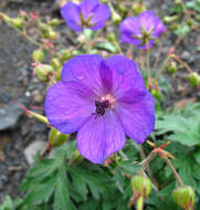 Image of Geranium ruprechtii (Woronow) Grossh.