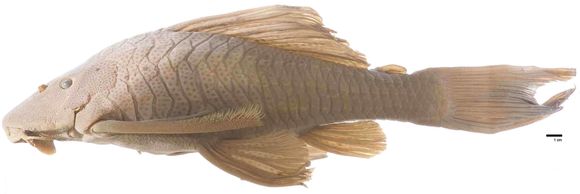 Image of <i>Hemiancistrus maracaiboensis</i> Schultz 1944