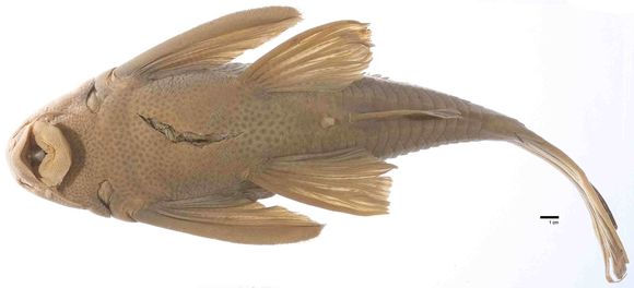 Image of <i>Hemiancistrus maracaiboensis</i> Schultz 1944