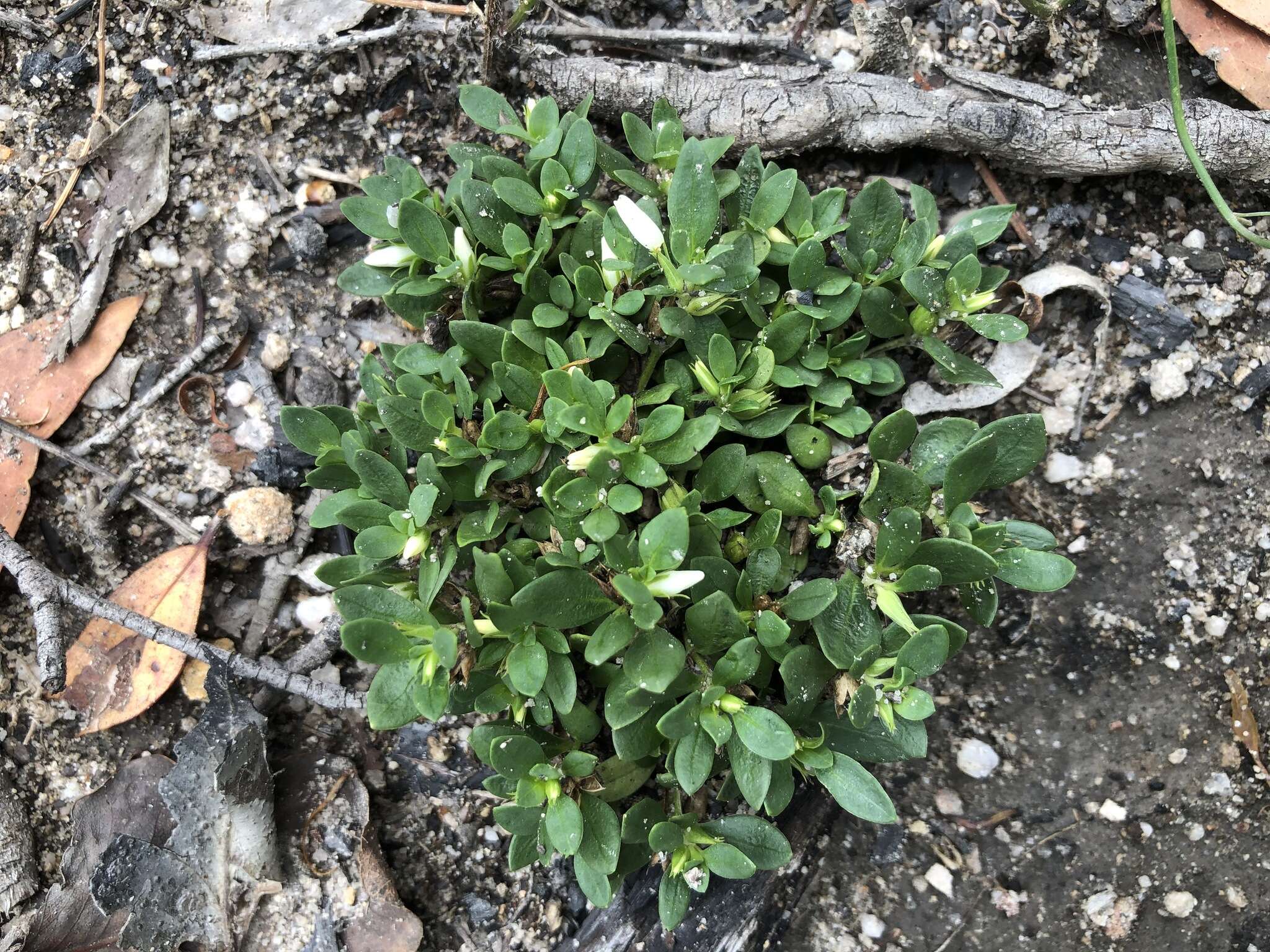 Image of Orianthera pusilla (R. Br.) C. S. P. Foster & B. J. Conn