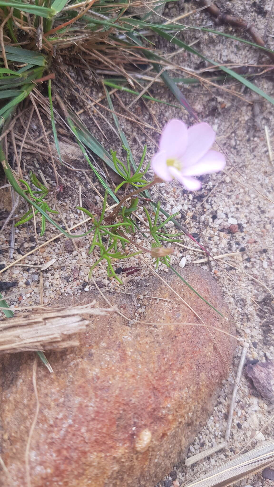 صورة Oxalis polyphylla var. heptaphylla T. M. Salter