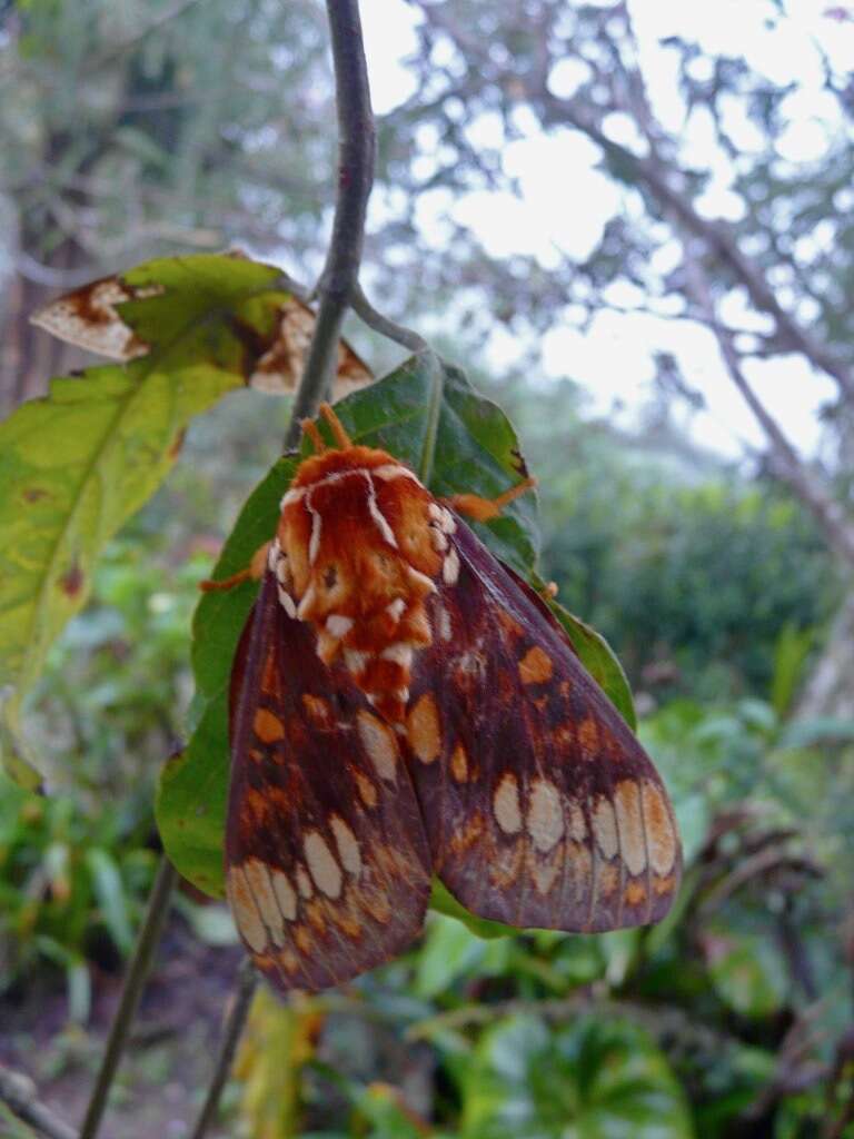 Image of Citheronia equatorialis Bouvier 1927