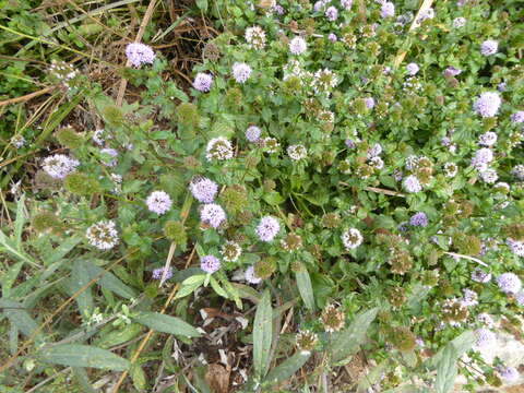 Image of Water Mint