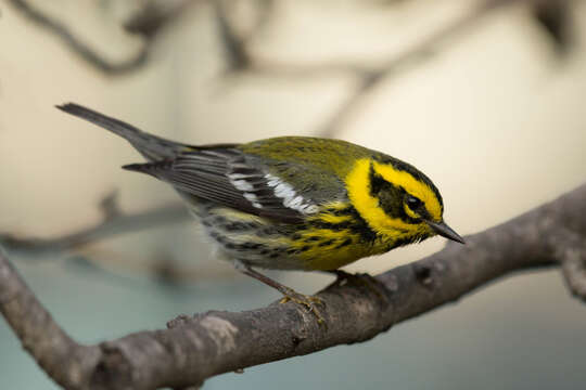 Image of Townsend's Warbler