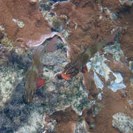 Image of Norfolk cardinalfish