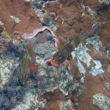 Image of Norfolk cardinalfish