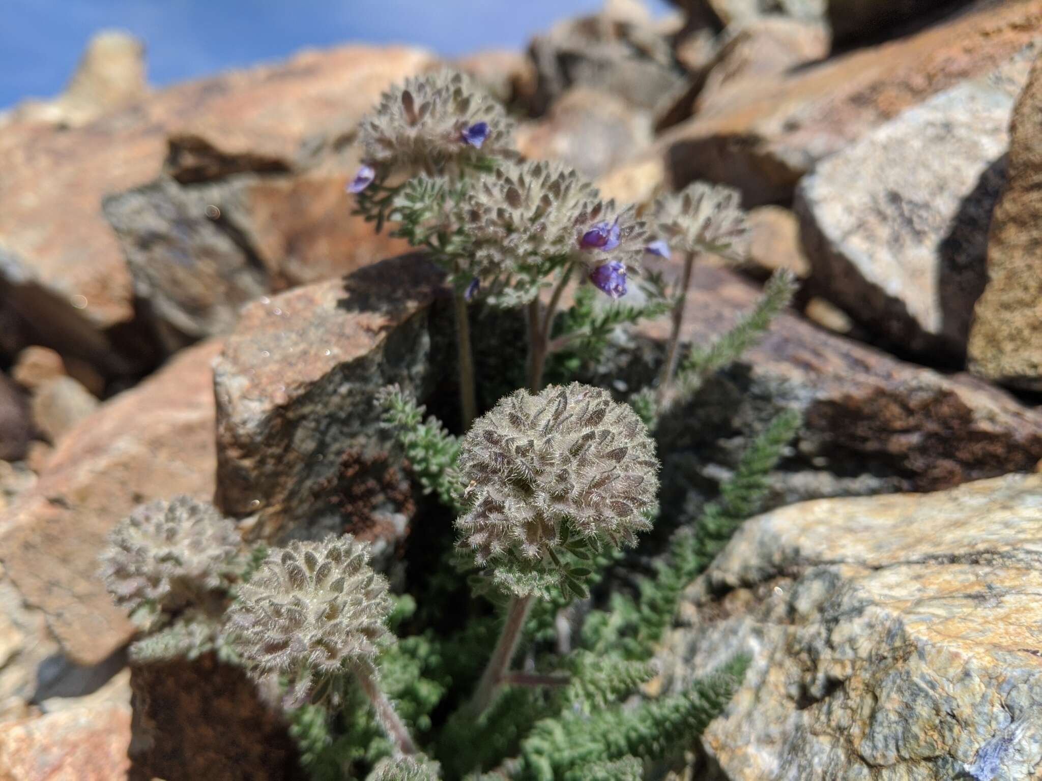 Слика од Polemonium chartaceum Mason