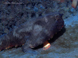 Image of Redbellied batfish