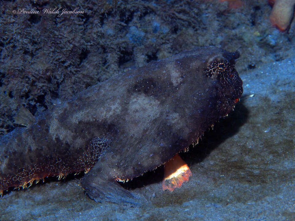 Image of Redbellied batfish