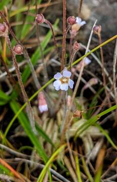 Image of Pinguicula lusitanica L.