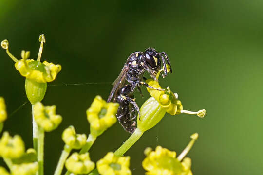 Hylaeus modestus Say 1837 resmi