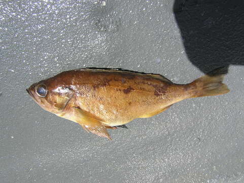 Image of Squarespot rockfish