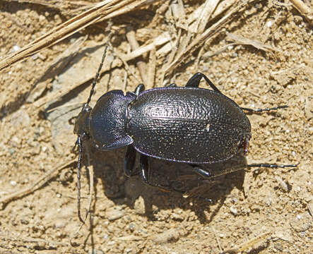 Image of Carabus (Archicarabus) wiedemanni wiedemanni Ménétriés 1836