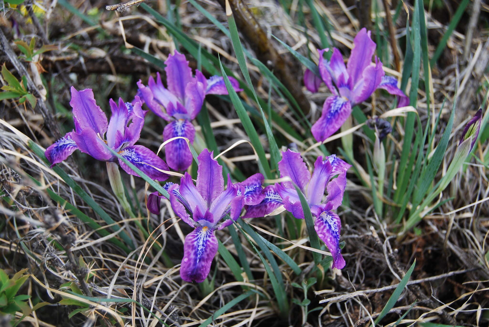 Image of Iris tigridia Bunge ex Ledeb.