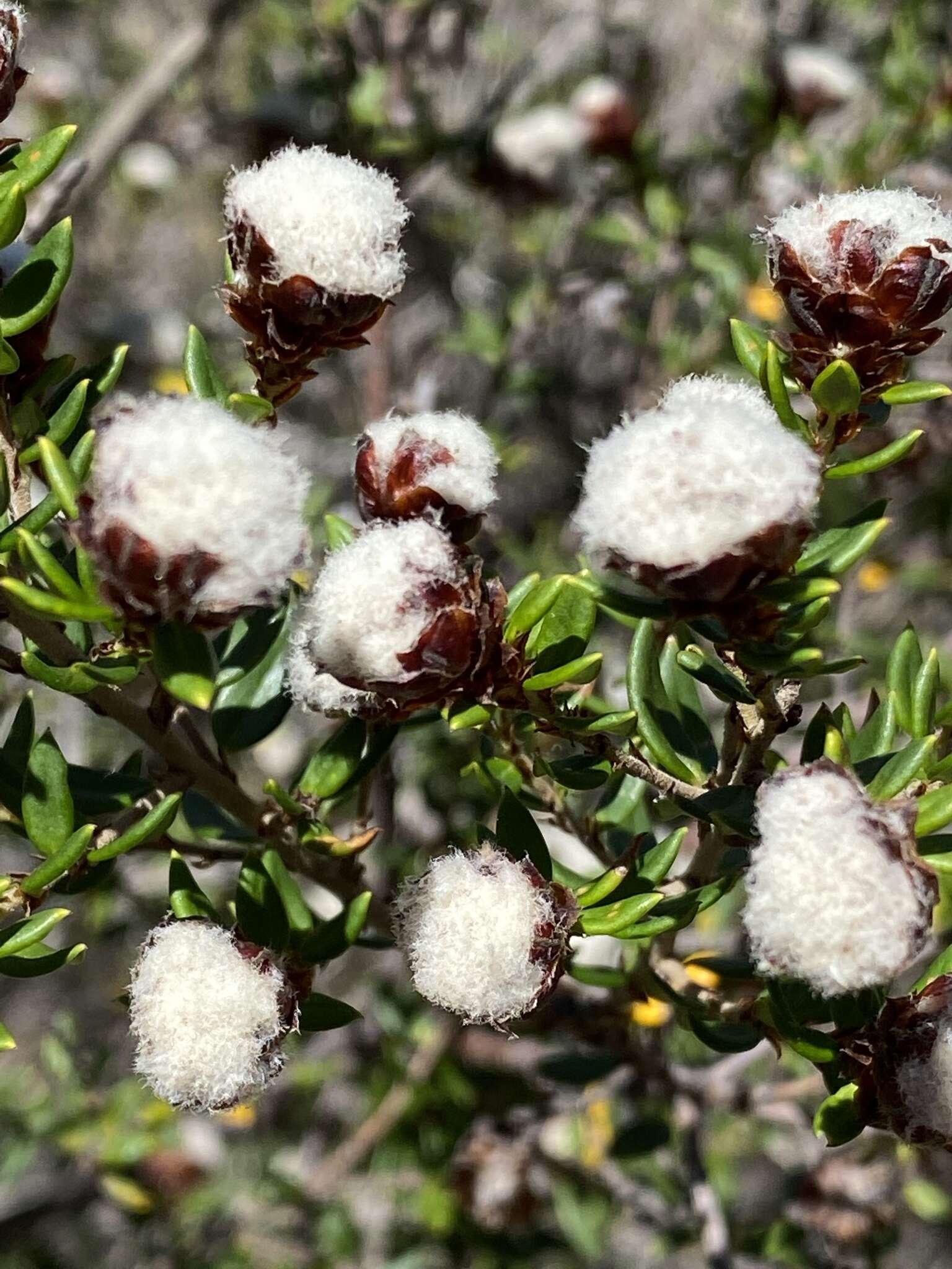 Image of Spyridium scortechinii (F. Müll.) K. R. Thiele