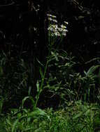 Image of Senecio bonariensis Hook. & Arn.