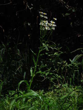 Image of Senecio bonariensis Hook. & Arn.