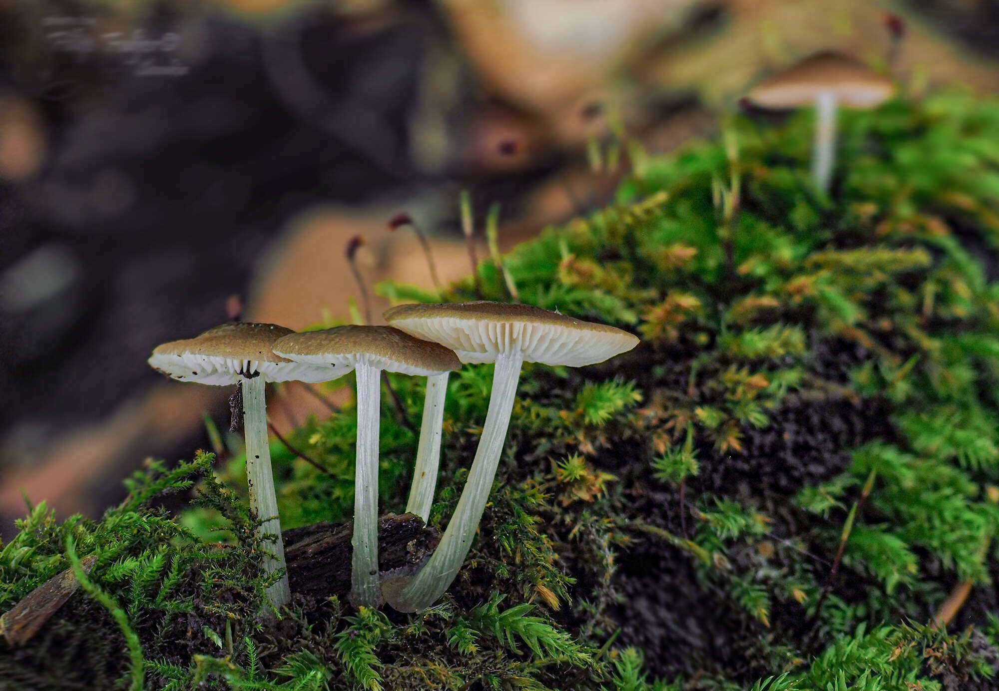 Image of Pluteus nanus (Pers.) P. Kumm. 1871