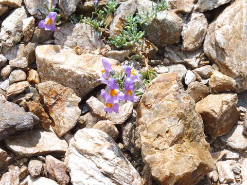 Image of Alpine toadflax