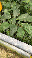 Image of Ficus erecta Thunb.