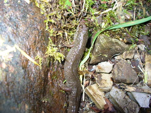 Image of Santeetlah Dusky Salamander