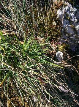 Image of Sesleria caerulea (L.) Ard.