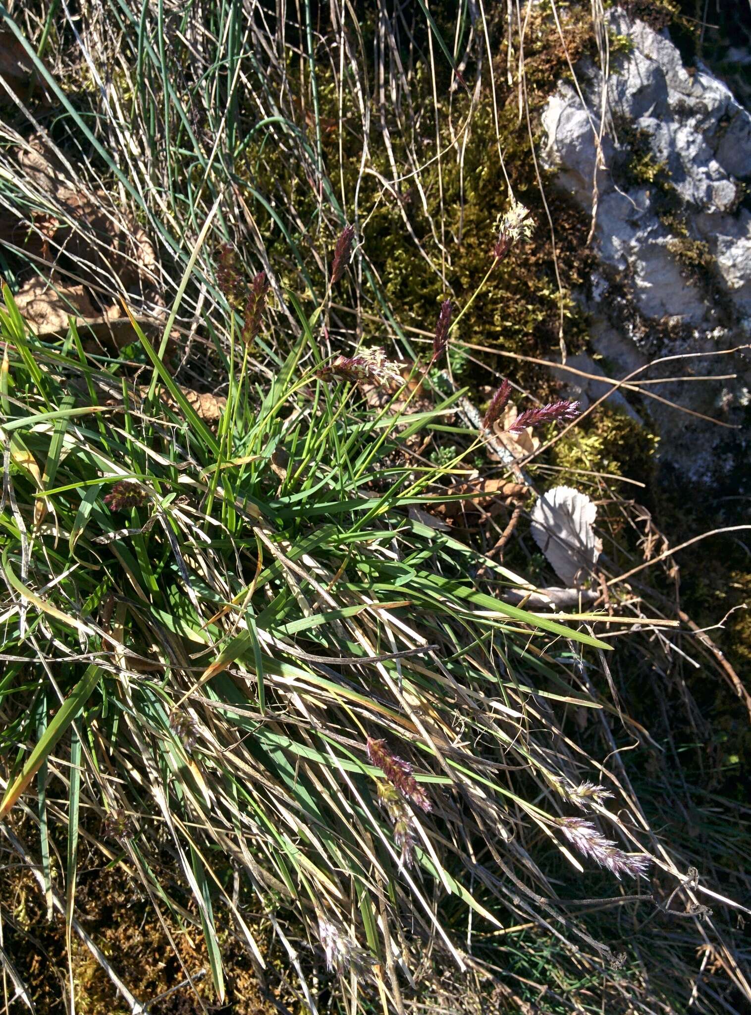 Imagem de Sesleria caerulea (L.) Ard.