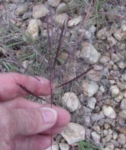 Image of Kleberg's bluestem