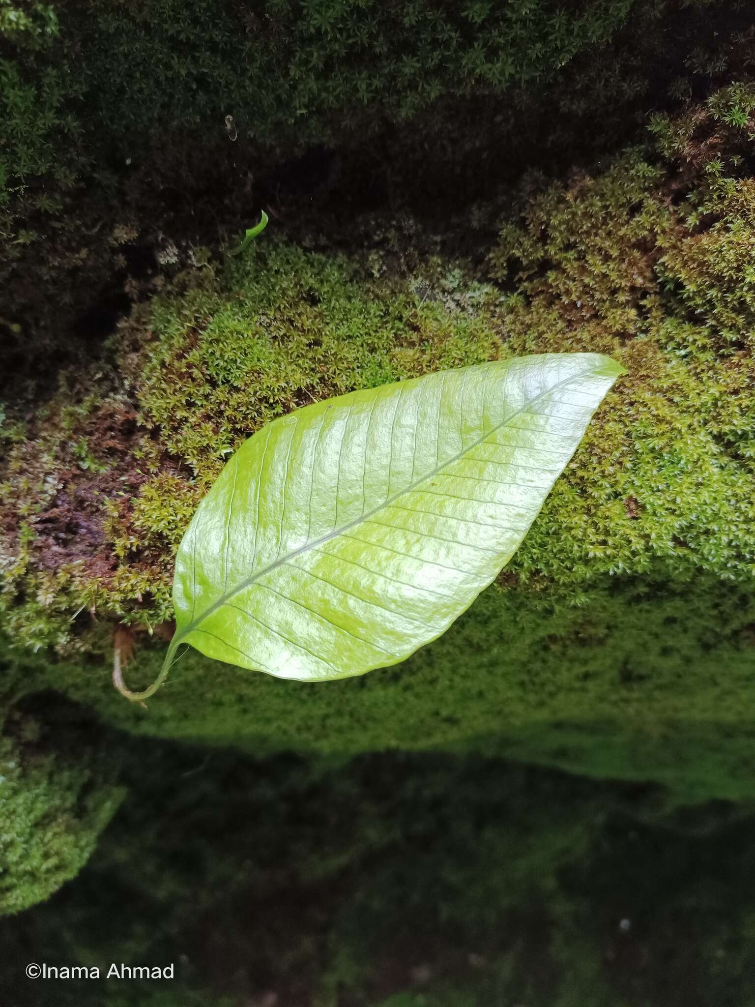 Image of Selliguea feei Bory