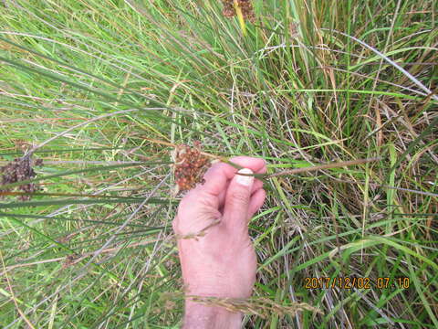 Juncus acutus L. resmi